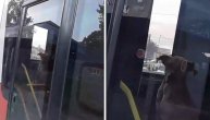 Preslatka scena u Ledinama: Pas ušao u potpuno prazni autobus