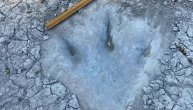 Otisci stopala dinosaurusa od pre 113 miliona godina otkriveni u koritu reke nakon suše