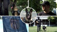 Ovo su psi, specijalni agenti iz Srbije na četri noge: Neobična četa policijske brigade