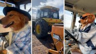 Kada budete videli psa koji vozi traktor, shvatiće da je sve moguće