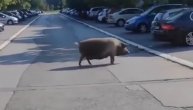 Odomaćila se na Novom Beogradu - Ugojena svinja se prošetala ulicama