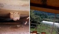 Vladicu zvali upomoć u vrtić u Lepenici: Uklonio leglo stršljenova