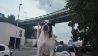 Pas se provozao na krovu automobila, pozirao i za fotografiju