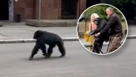 Sve oduševio gest čuvara: Šimpanza pobegla iz zoo vrta, pa prošetala ulicama Harkova