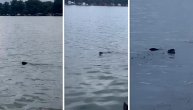 Beograđanka snimila čudesnu životinju: Džinovski glodar "uhvaćen" kako pliva u Savi