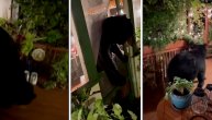 Medved upao ljudima na terasu: Da li je tražio njihovu pomoć, ili je samo bio radoznao?