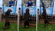 Maše repom dok čeka poslasticu: Labrador svakoga jutra čeka kamion sa sladoledom