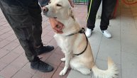 Pas koji je ujeo ljude ispred supermarketa u Žarkovu