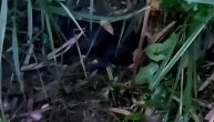 Užasavajuća scena: Monstrum lopatom ubio psa i nabo ga na vile