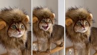 Maskirali ljubimca u opaku zver, odala je jedna stvar: Ono kad istripuješ da umesto mačke imaš lava