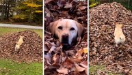 Stelina najlepša najava jeseni: Pas koji neumorno i neodoljivo uskače u jesenje lisće