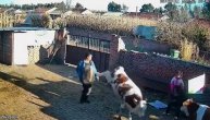 Iznervirao kravu, a ona se ritnula i prosula hranu