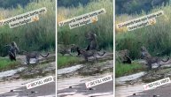 Epska borba tri leoparda i jazavca: Mala životinja pokazala šta znači srčanost i hrabrost