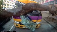 Drvo u sekundi smrskalo autobus: Nejasno je kako se samo iščupalo iz korena