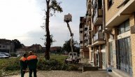 Seča i sređivanje drveta koje se obrušilo na dečaka u Nišu
