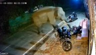 Pomahnitali slon uleteo među ljude, pa bes iskalio na parkiranim vozilima
