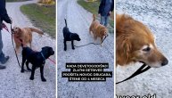 Stariji pas vodi mlađeg u šetnju: Snimak ljubavi i prijateljstva koji se retko viđa