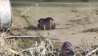 Na Savi viđena porodica nutrija: Dok se jedni brčkaju, drugi su odlučili da malo prošetaju