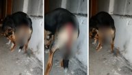 Svirepi zločin nad psom u selu pored Niša: Nečovek zapalio kučetu rep, deca spasila jadnička