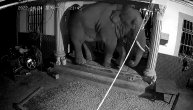 Slon kao razbojnik: Upao u selo i pokušao da razvali vrata na kući