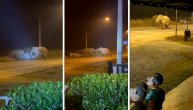 Slonovi se nasred puta tukli: Pogledajte kako izgleda borba grdosija