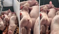 Probajte da odolite ovom šećernom vrckanju: Prasence koje maše repićem postalo hit na internetu