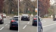 Nesvakidašnja scena na beogradskim putevima: Pobegli konji sa Hipodroma