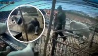 Životinja pokosila farmera koji je pokušao da je šutne: Nikada, ali nikada se ne zameraj ovnu