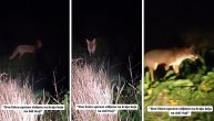 Lisice snimljene kod Ade Huje: Prišle su jako blizu naseljenog područja