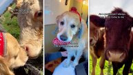 Pas kome su krave najbolji prijatelji: Preslatki Boris se ljubi s njima, a oduševio se zbog prinove