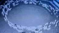 Stado ovaca hodalo u krug u Mongoliji skoro dve nedelje i niko ne zna zašto