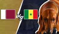 Odlučuje naša maskota Kobi: Katar ili Senegal?