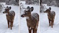 Ovo je sve što vam je danas potrebno: Lane prvi put i u životu videlo sneg