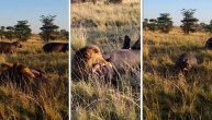 Mladunče nilskog konja se istrglo iz čeljusti lavova, a malo je falilo da bude živo pojedeno