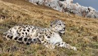 Redak snimak iz divljine još ređe zveri: Snežni leopard u svom punom sjaju