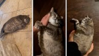 Najdeblji i najslađi mačor na svetu: Živi na leđima, jer kad jednom legne, teško se vraća u normalu