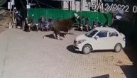 "Luda" krava nasrnula na ljude nasred ulice, jednog nabila na rogove i bacila nekoliko metara
