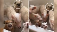 Ko je ovde trinaesto prase: Prasici koji vole vodu ili mops koji se moli da iz kade odu