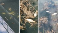 Pomor u kanalu kod Šapca: Voda bistra, a pluta 200 kila ribe, kao da ju je neko tu izručio