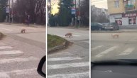 Ko li je stigao ovo odbeglo prase u Zemunu: Živahno je trčkaralo ulicom, baš pred Božić