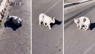 Karleuša prošetala svoje ljubimce: Mačka se valjala po asfaltu, a Jelena ju je grdila