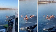 Ekipa plivača se okupila, pa zaplivali: Da li je to otvorena sezona kupanja na Adi Ciganliji?