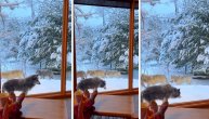 Ovo je pogled od "milion dolara": Topla kafa, sneg i vukovi