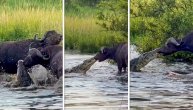 Predator se drznuo da napadne mnogo većeg od sebe: Epska borba bufala i krokodila