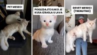 Ovo mače nema ni godinu dana, a veličine je  petogodišnjeg deteta