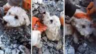 Pas proveo zatrpan 90 sati, samo mu je glavica virila: Volja za životom satkana u jednom snimku