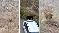 Divlji vepar uplašio građane Borče: Životinja trčkarala pored drveća, bežala od zemljotresa?