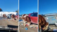 Krave na Zlatiboru "pasu" smeće! Usnimljen tužan prizor na planini