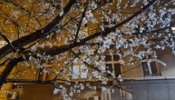 Ova beogradska ulica na proleće miriše: Procvetala trešnja u februaru
