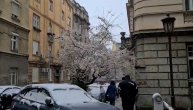 Pre dva dana procvetala, a sada je pod snegom: Hoće li pupoljci japanske trešnje preživeti zimu?!